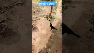 Hungry crow calling biscuits #newsong
