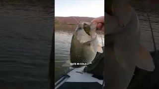 Why You Aren't Catching Winter Bass #bassfishing