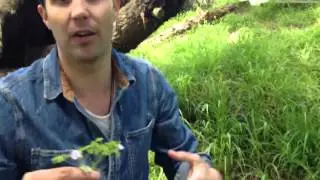 Wild Foraging, San Francisco