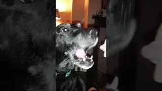 Living chewies