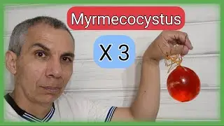 🚩Como CRIAR  MYRMECOCYSTUS Mexicanus - Navajo - PLACODOPS (Guía COMPLETA)