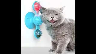 3 in 1 Interactive Cat Toys Review/ Windmill Catnip & Toothbrush & Massage Toys #shorts