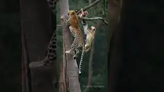 🐆 Leopard vs Mother Monkey: #animals #wildanimals #snake #wildlife #monkey #leopardattack #wildrift