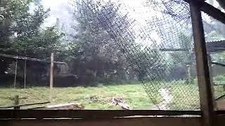 Diluviu    total