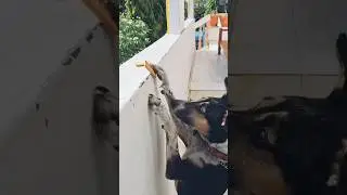 ●●Buddy ne biscuit le liya●●#street dog buddy #trending #funny