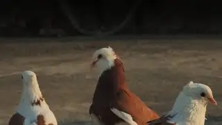 Oyun kuşu - Malatya paçalısının özellikleri ve uçuşu
