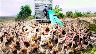 . Success Through the Duck and Fish Farming Model &ndash; Experience From Real Farmers