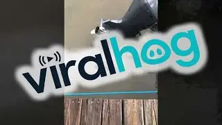 Thirsty Manatee Takes a Drink From a Boat Engine || ViralHog