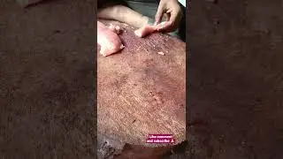 super fast chicken cutting skill | Roll style #chicken #meat #viral #india #ytshort