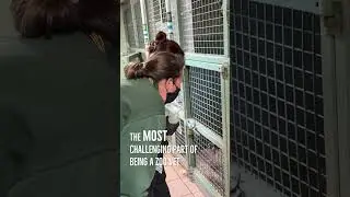 The Most Challenging Part Of Being a Zoo Vet... 😱🩺