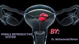 Female Representative System,its Structure and Functions[Class 12th] 3D Animation|MDCAT Lecture