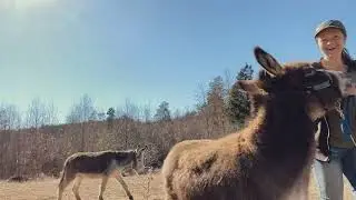 donkey mating animals mating New compilation making love Wild animal mating: Yandex'te 2 bin video