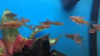 RARE Golden Rasboras!
