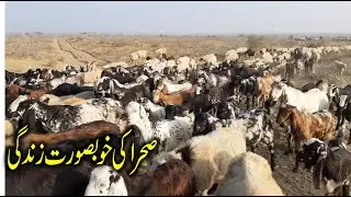 Simple Lifestyle of Desert People | Mud Homes in Desert | Simple Desert Life You Tube