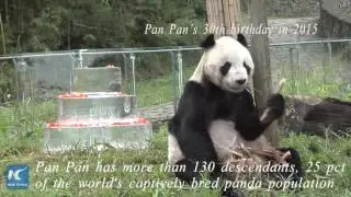 World's oldest male panda dies at age of 31
