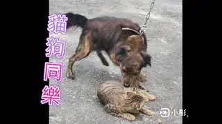 2026年 貓狗嬉鬧