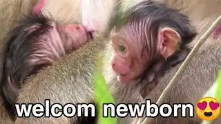 WELCOM NEWBORN😍TODAY MONKEY JUST BORN 2/18/2020 NEW BABY MONKEY