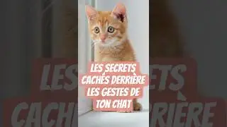 Les secrets cach&eacute;s derri&egrave;re les gestes de ton chat
