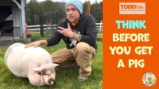 BEFORE you adopt a pig!! Here's what to know....
