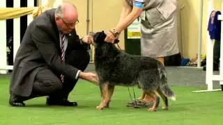 Australian Cattle Dog Royal Adelaide Show 2015