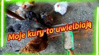 #Kurnik Wieczorne karmienie kur 🐓 Kury lubią tą paszę.