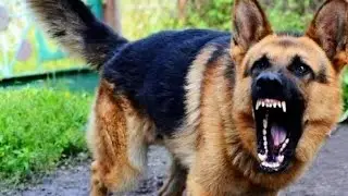German shepherd on guarding command!👍👍! gsd training! gsd barking! #gsd #gsdbark @gsdtraining @dogs