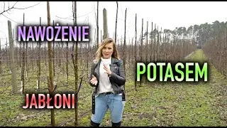 Vlog #Sadowniczy #3 - Nawożenie POTASEM w sadzie