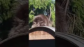 Baumstachler im Zoo