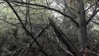 Forest anomalies slideshow