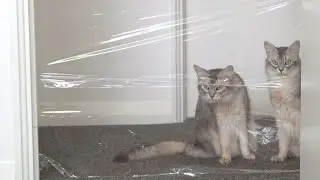 Cats and the Invisible Wall Challenge