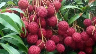 Tropical Fruit Farm Harvest - Lychee, Rambutan, Longan Harvesting - Amazing Agriculture Technology