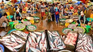 Cambodia Fish Distribution Market, Fish Healthy, Fish Jumping out of Tank, Fresh River Fish