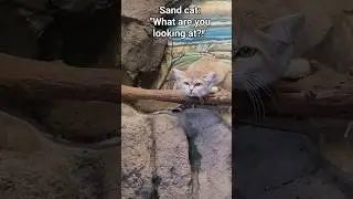 Have you ever seen a Mad Sand Cat #caturday