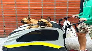 Premium Dog Stroller Pram 4 Wheel Foldable Cart Travel Walk Pet Jogger Wagon for Small Medium Large