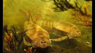 Tribute to Bothriolepis