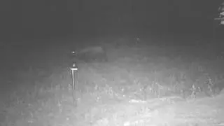 ScentBlaster&trade; Attracts Hogs