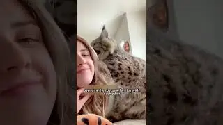 The girl rescued a mountain cat in the wild #animals #rescue #cat #shortvideo #shorts