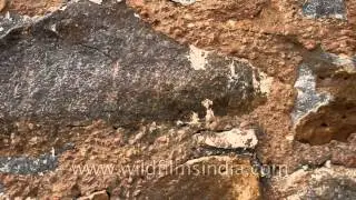 Close-up shot of ancient stone-work on the wall of Munda Gumbad, Delhi