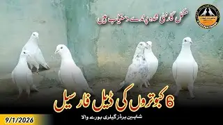 Best Deal 6 Kabotar For Sale 9/1/2026 | Shaheen Birds Gallery 03176479694