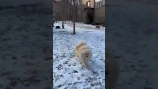 cute dog #shorts #usa #viral #dog #dogs #animals #animallover #doglover  #life #cute #youtubeshorts