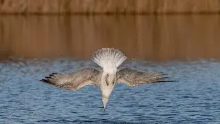 My Favourite Wildlife Photos of 2023  #fotografia przyrodnicza  #wildlife  #photography  #nikon