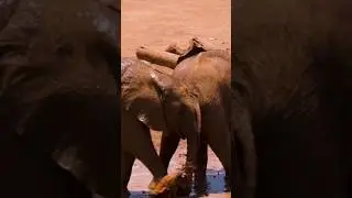 cute elephant fun #animals #fun #shorts #youtubeshorts #short