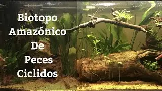 🔵 Biotopo Amazónico De Peces Ciclidos Y Especies Compatibles (Acuarios MB)