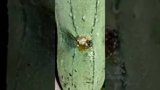 Eggs are laid and larvae develop,Đẻ trứng v&agrave; ấu tr&ugrave;ng ph&aacute;t triển,@Aorau