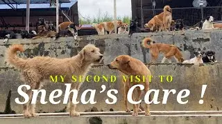 MY SECOND VISIT TO SNEHA&rsquo;S CARE | STREET DOGS RESCUE | DOG SHELTER | KATHMANDU | NEPAL