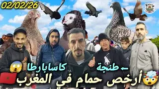 #سوق #الحمام كاساباراطا طنجة 🕊️ فرجة وتجارة أجمل أنواع النافخ النرويجي الأندلسي الهولندي القزم 😱