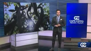 Cape Coral seeks volunteers for Mangrove Mania planting events
