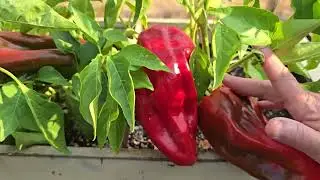 Office garden in August 