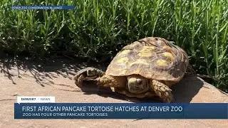 An African pancake tortoise hatched for the first time ever at the Denver Zoo
