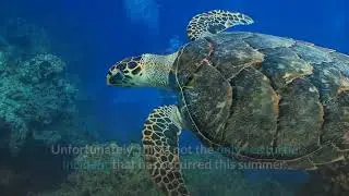 Poachers Continue To Harm Turtles Protected By The Endangered Species Act